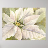 Poster blanc Poinsettia (Devant)