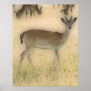 Poster 'Blanc-queue Grazing