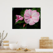 Poster blanc rose Impatiens (Cuisine)