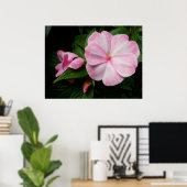 Poster blanc rose Impatiens (Bureau à domicile)