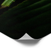 Poster blanc rose Impatiens (Coin)