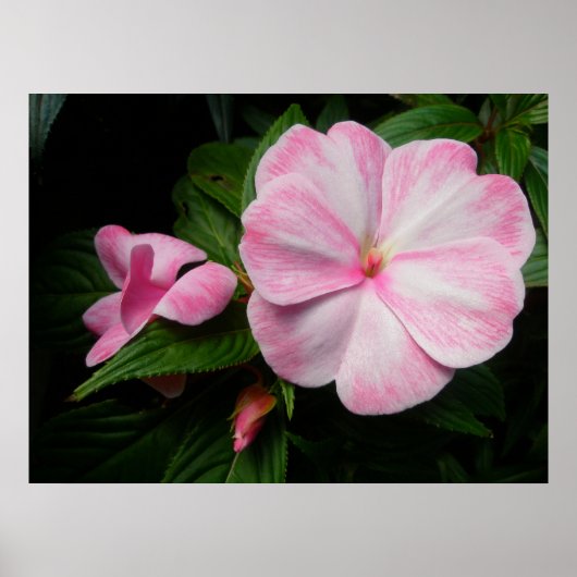 Poster blanc rose Impatiens (Devant)