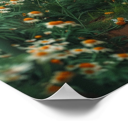 Poster blanc sur le champ de fleurs de chamomille (Coin)