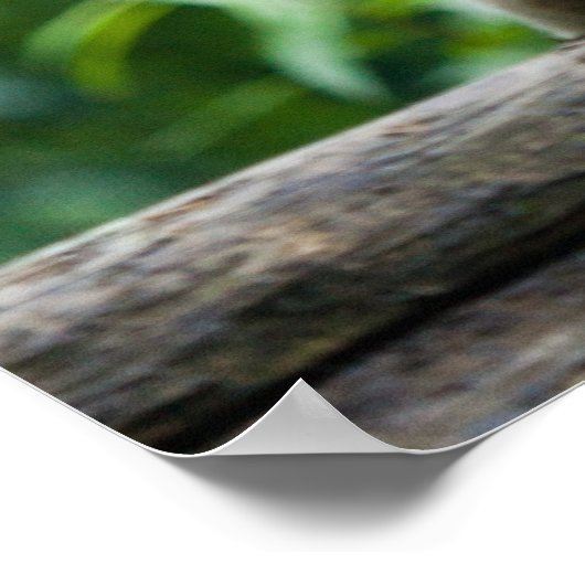 Poster blanc Tigre (Coin)