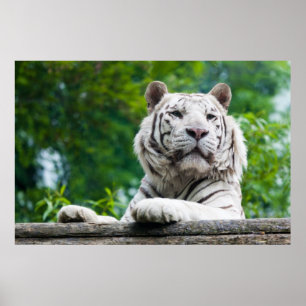 Poster blanc Tigre