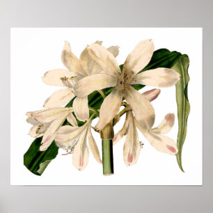 Poster Blancs Amaryllis Botanique