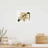 Poster Blancs Amaryllis Botanique (Cuisine)