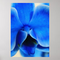 Blaue Orchidee