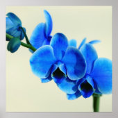 Poster Blaue Orchidee (Devant)