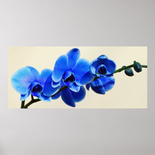 Poster Blaue Orchideen (Devant)