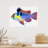Poster blauw Ram Dwarf Cichlid (Keuken)
