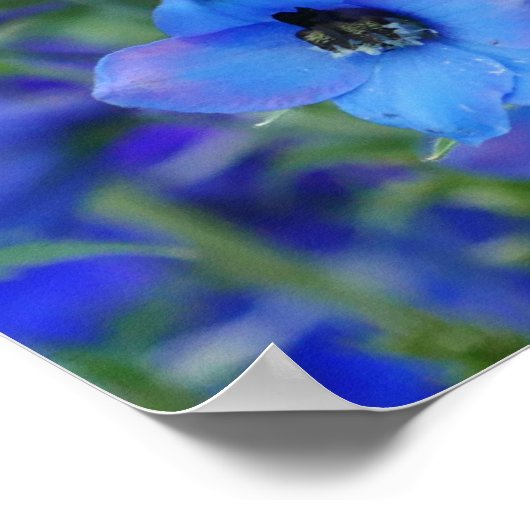 Poster Blauwe Delphiniums (Hoek)