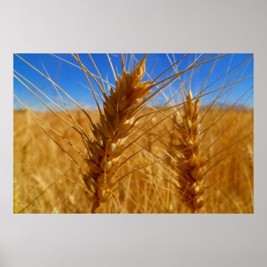 Poster Blé (Devant)