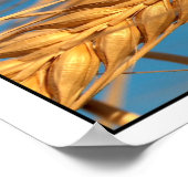 Poster Blé 2 (Coin)