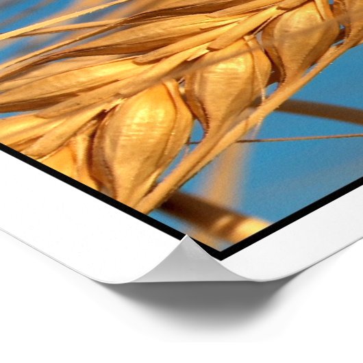 Poster Blé 2 (Coin)