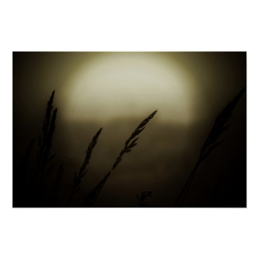 Poster Blé au coucher du soleil (Devant)