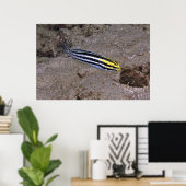 Poster Blenny (Bureau à domicile)
