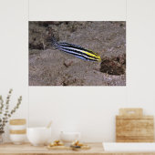 Poster Blenny (Cuisine)