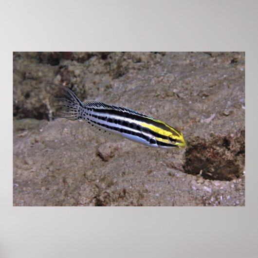 Poster Blenny (Devant)