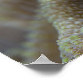 Poster Blenny fish Blenniidae) qui se met à l'aise (Coin)