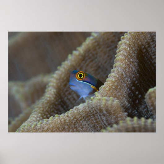 Poster Blenny fish Blenniidae) qui se met à l'aise (Devant)