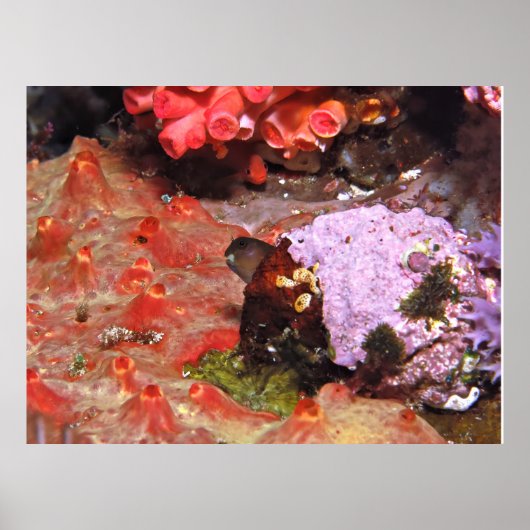 Poster Blenny Peeking (Devant)