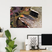 Poster Blenny rayé (Bureau à domicile)