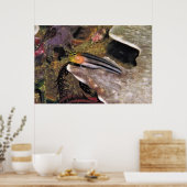 Poster Blenny rayé (Cuisine)