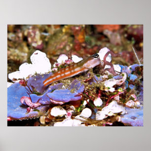 Poster Blenny rayé orange