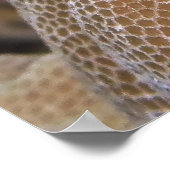 Poster Blenny souriant (Coin)