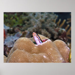 Poster Blenny souriant