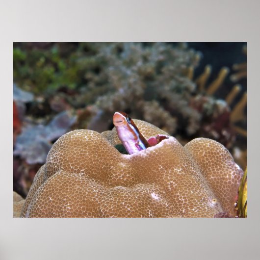 Poster Blenny souriant (Devant)
