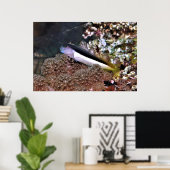 Poster Blenny sur les rochers (Bureau à domicile)