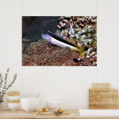 Poster Blenny sur les rochers (Cuisine)