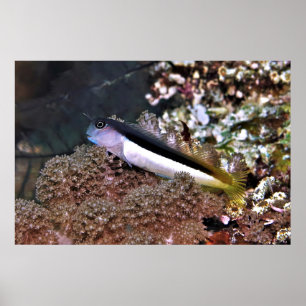 Poster Blenny sur les rochers