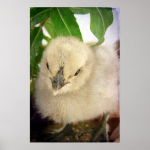 Poster Bleu