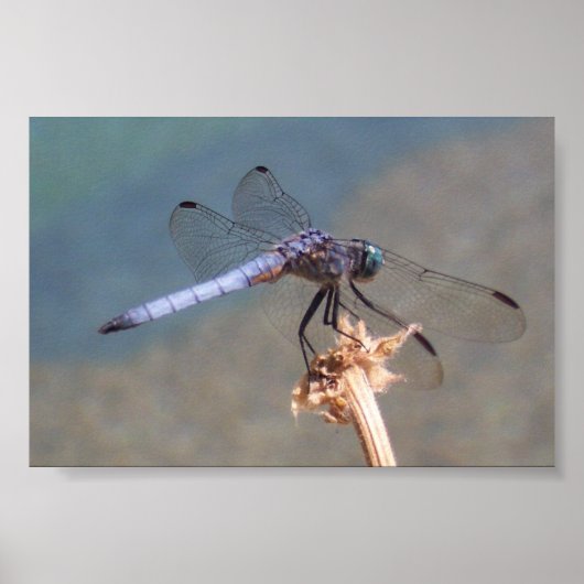 Poster Bleu (Devant)