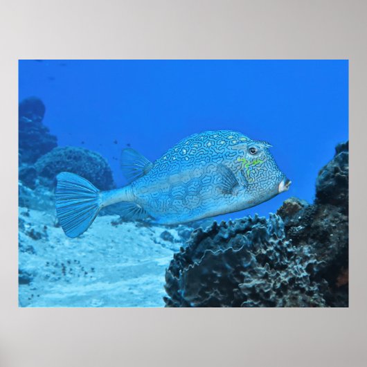 Poster Bleu (Devant)