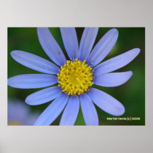Poster Bleu