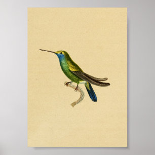 Poster Bleu 1830 de jaune d'impression de colibri de cru