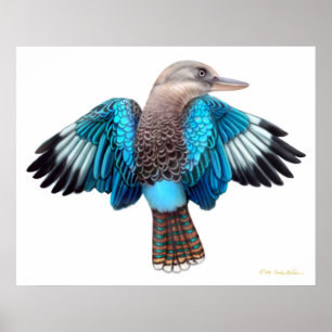 Poster Bleu aile Kookaburra Imprimer