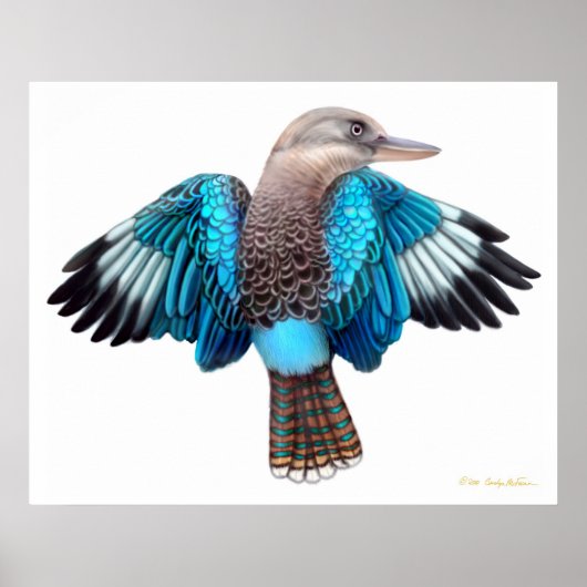 Poster Bleu aile Kookaburra Imprimer (Devant)