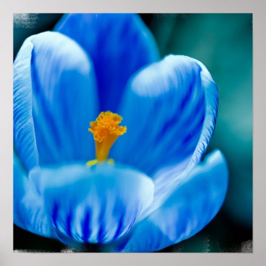 Poster bleu Crocus (Devant)