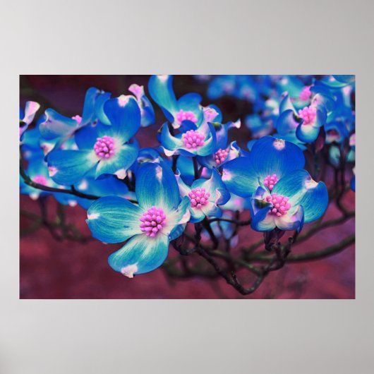 Poster Bleu Dogwood fleurs (Devant)