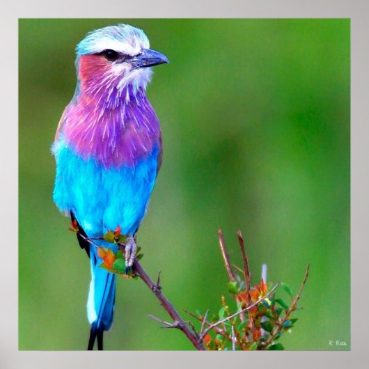 Poster Bleu d'oiseaux (Devant)