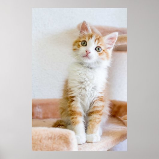 Poster Bleu doux Kitty Eyed (Devant)