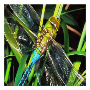 Poster Bleu Dragonfly Shimmering Wings Peinture