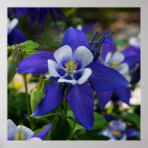 Bleu du Colorado