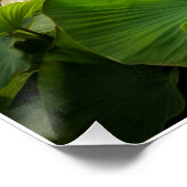 Poster Bleu électrique Acara Cichlids Zebra Pleco Poisson (Coin)