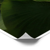 Poster Bleu électrique Acara Cichlids Zebra Pleco Poisson (Coin)